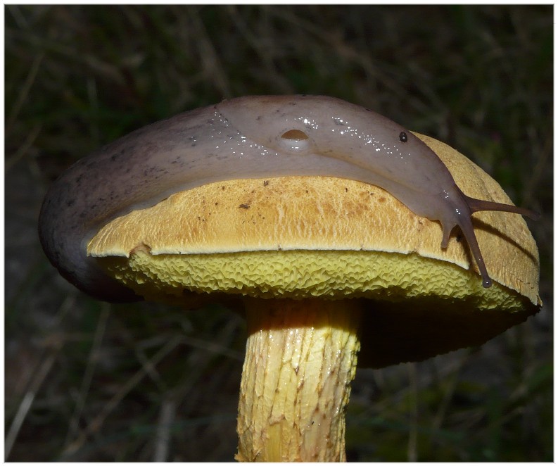 Alcuni Limax millepunctatus dal Gargano (FG)